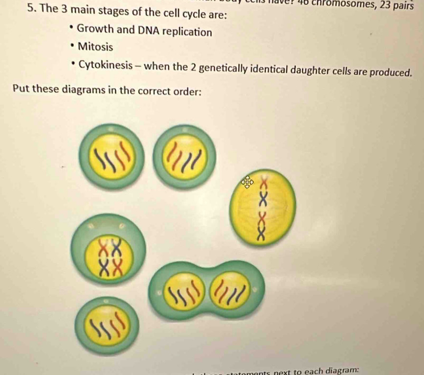 ie? 46 chromosomes, 23 pairs 
5. The 3 main stages of the cell cycle are: 
Growth and DNA replication 
Mitosis 
Cytokinesis - when the 2 genetically identical daughter cells are produced. 
Put these diagrams in the correct order: 
ts next to each diagram: