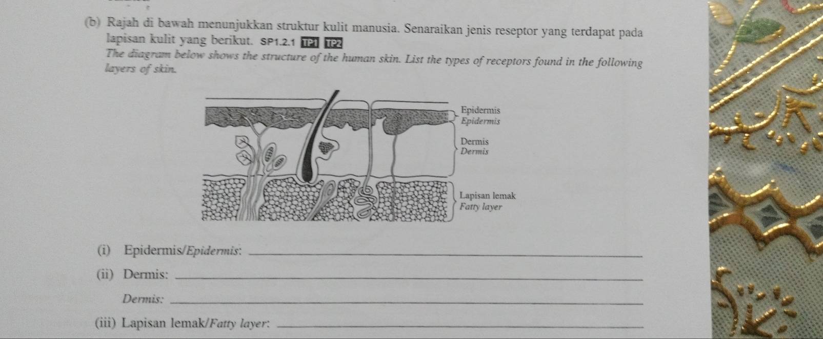 Rajah di bawah menunjukkan struktur kulit manusia. Senaraikan jenis reseptor yang terdapat pada 
lapisan kulit yang berikut. SP1.2.1 TP1 TP2 
The diagram below shows the structure of the human skin. List the types of receptors found in the following 
layers of skin. 
(i) Epidermis/Epidermis:_ 
(ii) Dermis:_ 
Dermis:_ 
(iii) Lapisan lemak/Fatty layer:_