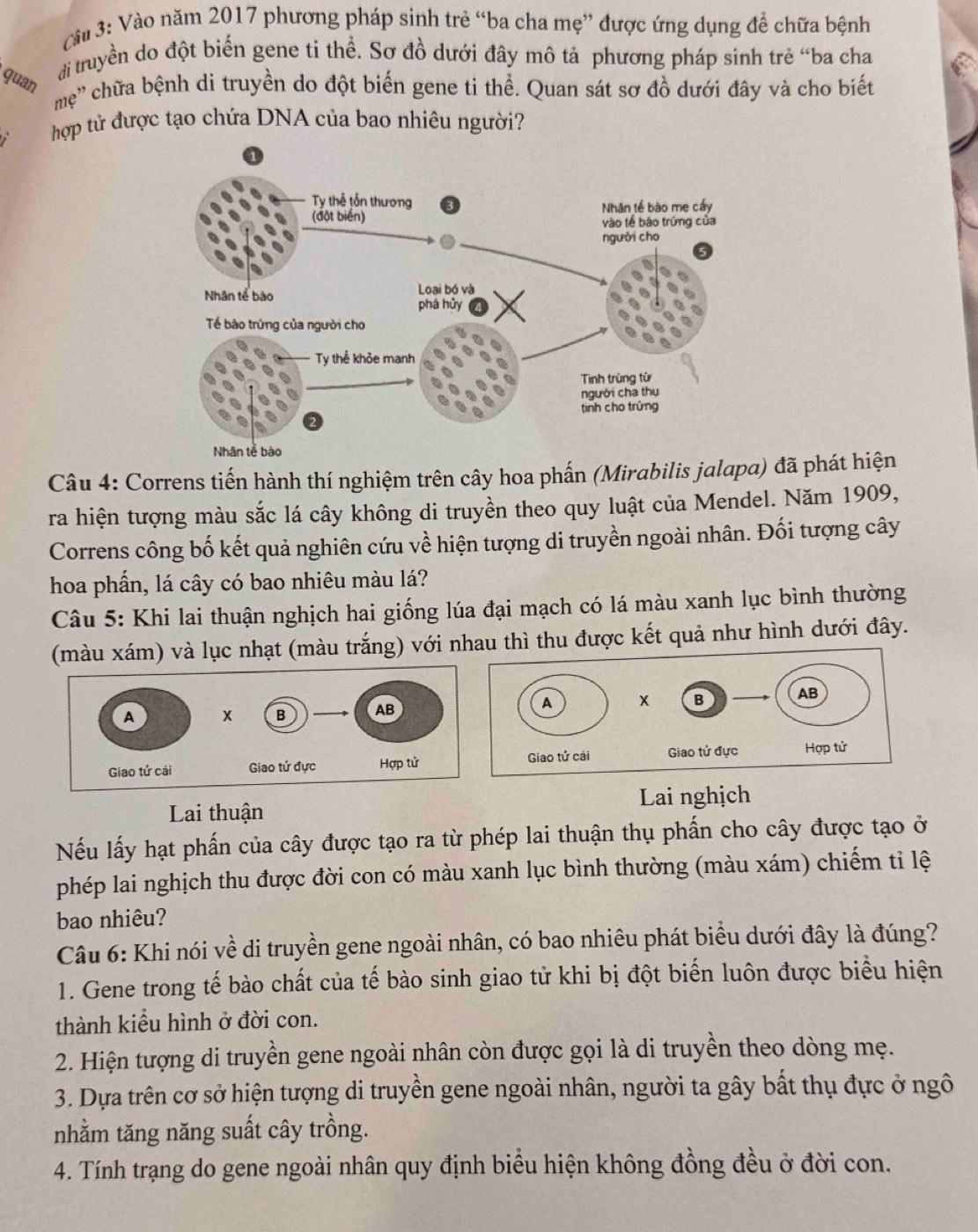 Càu 3: Vào năm 2017 phương pháp sinh trẻ “ba cha mẹ” được ứng dụng để chữa bệnh
đi truyền do đột biến gene ti thể. Sơ đồ dưới đây mô tả phương pháp sinh trẻ “ba cha
quan
mẹ' chữa bệnh di truyền do đột biến gene ti thể. Quan sát sơ đồ dưới đây và cho biết
hợp tử được tạo chứa DNA của bao nhiêu người?
Câu 4: Correns tiến hành thí nghiệm trên cây hoa phấn (Mirabilis jalapa) đã phát hiện
ra hiện tượng màu sắc lá cây không di truyền theo quy luật của Mendel. Năm 1909,
Correns công bố kết quả nghiên cứu về hiện tượng di truyền ngoài nhân. Đối tượng cây
hoa phần, lá cây có bao nhiêu màu lá?
Câu 5: Khi lai thuận nghịch hai giống lúa đại mạch có lá màu xanh lục bình thường
(màu xám) và lục nhạt (màu trắng) với au thì thu được kết quả như hình dưới đây.
Lai thuận Lai nghịch
Nếu lấy hạt phần của cây được tạo ra từ phép lai thuận thụ phần cho cây được tạo ở
phép lai nghịch thu được đời con có màu xanh lục bình thường (màu xám) chiếm tỉ lệ
bao nhiêu?
Câu 6: Khi nói về di truyền gene ngoài nhân, có bao nhiêu phát biểu dưới đây là đúng?
1. Gene trong tế bào chất của tế bào sinh giao tử khi bị đột biến luôn được biểu hiện
thành kiểu hình ở đời con.
2. Hiện tượng di truyền gene ngoài nhân còn được gọi là di truyền theo dòng mẹ.
3. Dựa trên cơ sở hiện tượng di truyền gene ngoài nhân, người ta gây bất thụ đực ở ngô
nhằm tăng năng suất cây trồng.
4. Tính trạng do gene ngoài nhân quy định biểu hiện không đồng đều ở đời con.