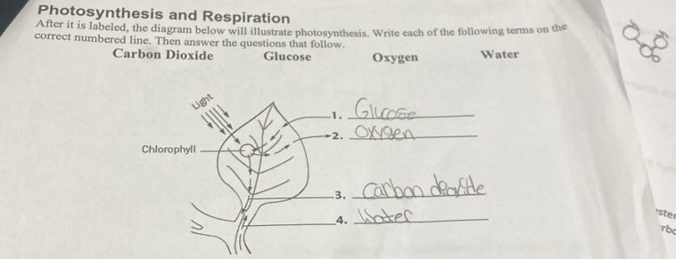 Photosynthesis and Respiration 
After it is labeled, the diagram below will illustrate photosynthesis. Write each of the following terms on the 
correct numbered line. Then answer the questions that follow. 
Carbon Dioxide Glucose Oxygen Water 
_ 
_ 
_ 
_ 
'ste 
rbc