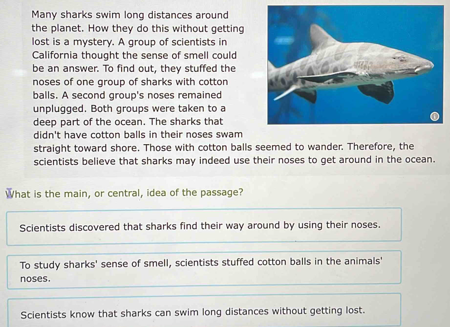 Many sharks swim long distances around
the planet. How they do this without getting
lost is a mystery. A group of scientists in
California thought the sense of smell could
be an answer. To find out, they stuffed the
noses of one group of sharks with cotton
balls. A second group's noses remained
unplugged. Both groups were taken to a
deep part of the ocean. The sharks that
didn't have cotton balls in their noses swam
straight toward shore. Those with cotton balls seemed to wander. Therefore, the
scientists believe that sharks may indeed use their noses to get around in the ocean.
What is the main, or central, idea of the passage?
Scientists discovered that sharks find their way around by using their noses.
To study sharks' sense of smell, scientists stuffed cotton balls in the animals'
noses.
Scientists know that sharks can swim long distances without getting lost.