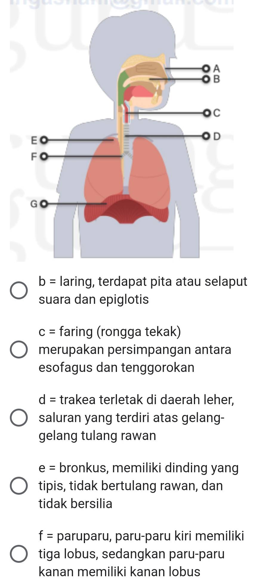 b= laring, terdapat pita atau selaput 
suara dan epiglotis
c= faring (rongga tekak) 
merupakan persimpangan antara 
esofagus dan tenggorokan
d= trakea terletak di daerah leher, 
saluran yang terdiri atas gelang- 
gelang tulang rawan
e= bronkus, memiliki dinding yang 
tipis, tidak bertulang rawan, dan 
tidak bersilia
f= paruparu, paru-paru kiri memiliki 
tiga lobus, sedangkan paru-paru 
kanan memiliki kanan lobus