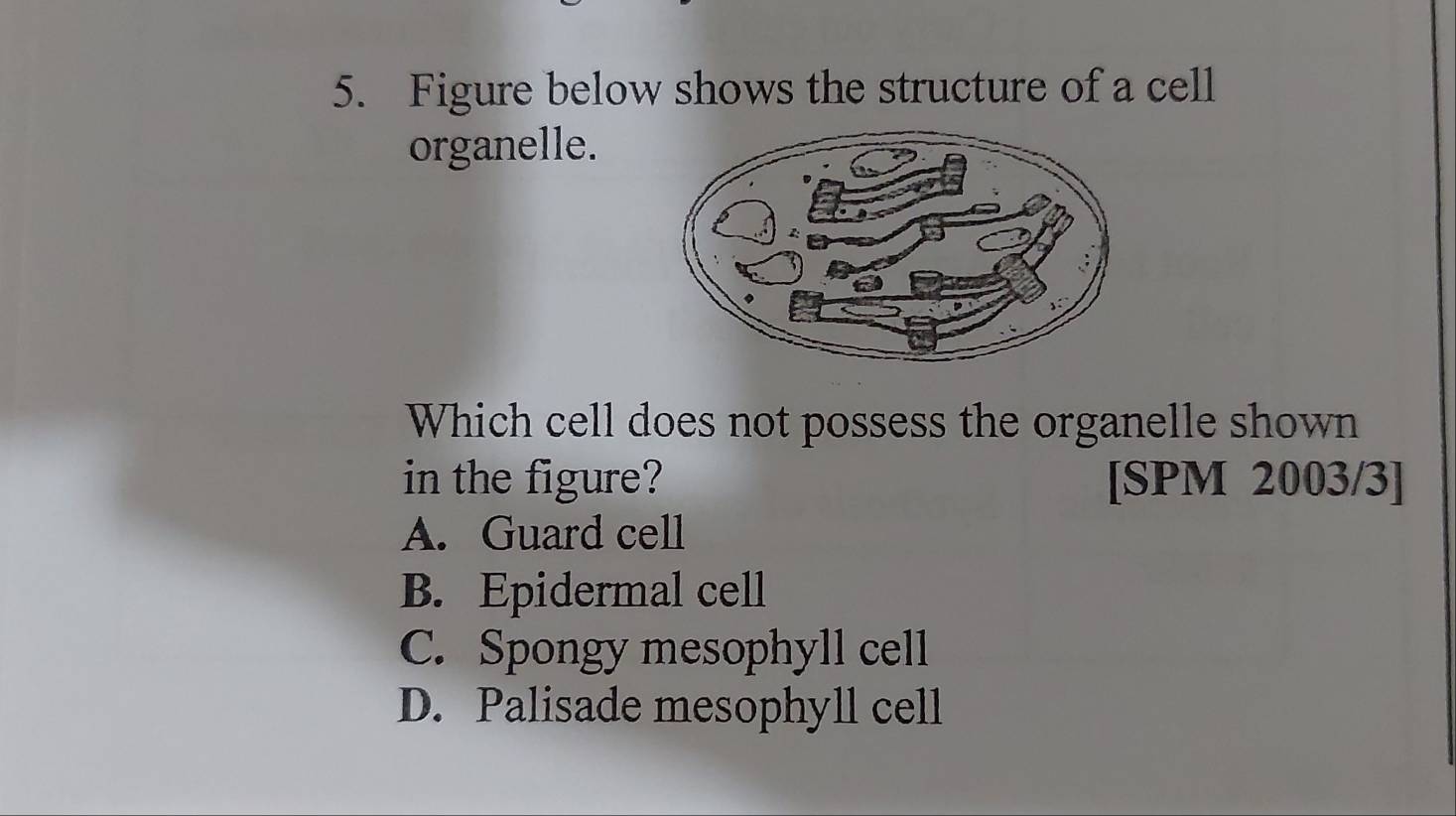 Figure below shows the structure of a cell
organelle.
Which cell does not possess the organelle shown
in the figure? [SPM 2003/3]
A. Guard cell
B. Epidermal cell
C. Spongy mesophyll cell
D. Palisade mesophyll cell