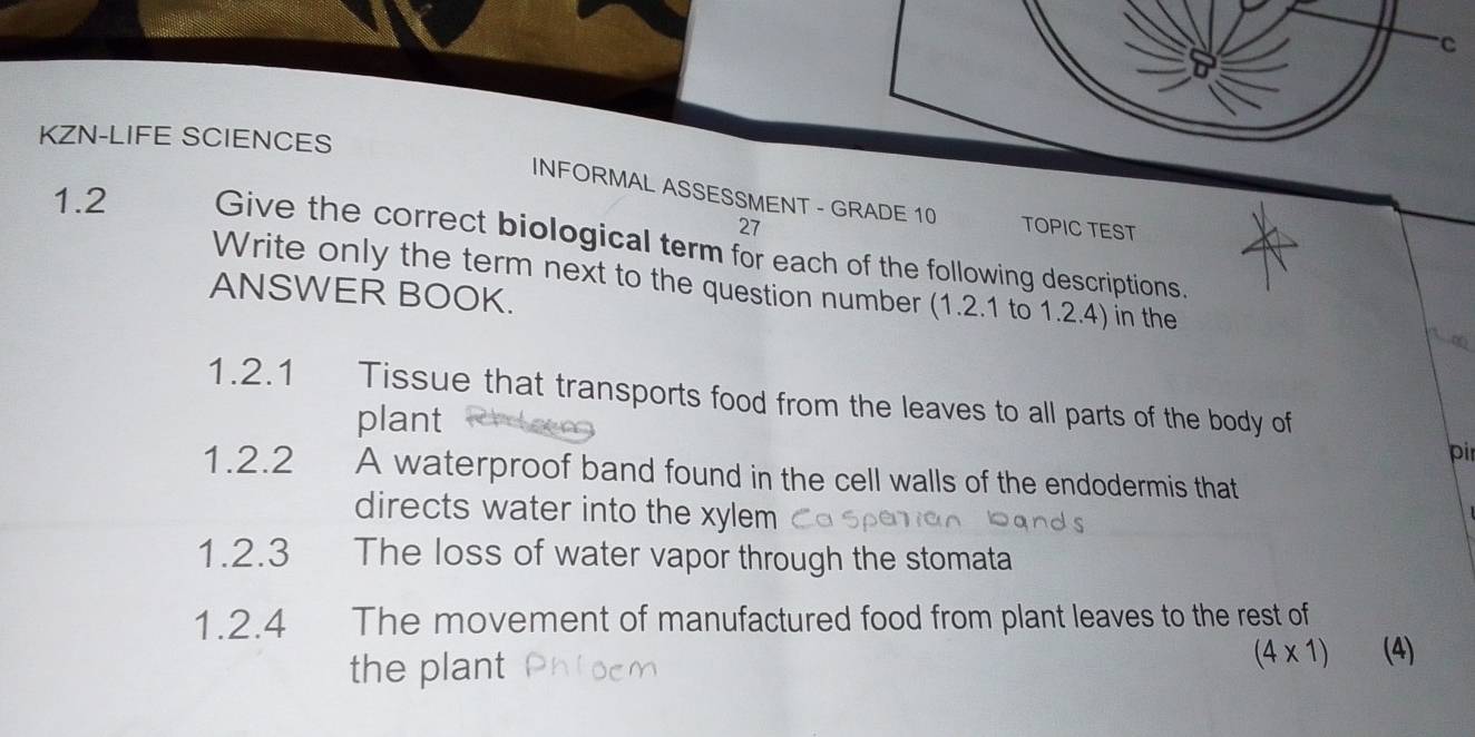 KZN-LIFE SCIENCES 
INFORMAL ASSESSMENT - GRADE 10 TOPIC TEST 
27 
1.2 Give the correct biological term for each of the following descriptions. 
Write only the term next to the question number (1.2.1 to 1.2.4) in the 
ANSWER BOOK. 
1.2.1 Tissue that transports food from the leaves to all parts of the body of 
plant 
pir 
1.2.2 A waterproof band found in the cell walls of the endodermis that 
directs water into the xylem 
1.2.3 The loss of water vapor through the stomata 
1.2.4 The movement of manufactured food from plant leaves to the rest of 
the plant
(4* 1) (4)