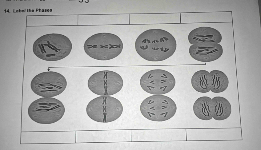 Label the Phases