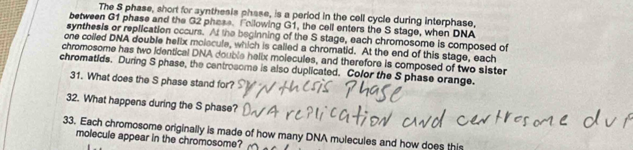 The S phase, short for synthesis phase, is a period in the cell cycle during interphase, 
between G1 phase and the G2 phase. Following G1, the cell enters the S stage, when DNA 
synthesis or replication occurs. At the beginning of the S stage, each chromosome is composed of 
one coiled DNA double helix molscule, which is called a chromatid. At the end of this stage, each 
chromosome has two identical DNA double helix molecules, and therefore is composed of two sister 
chromatids. During S phase, the centrosome is also duplicated. Color the S phase orange. 
31. What does the S phase stand for? 
32. What happens during the S phase? 
33. Each chromosome originally is made of how many DNA molecules and how does this 
molecule appear in the chromosome?