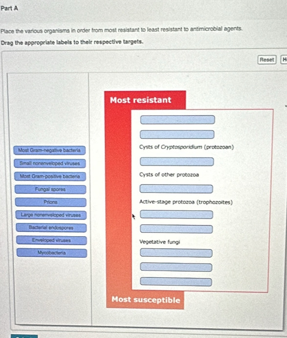 Place the various organisms in order from most resistant to least resistant to antimicrobial agents.
Drag the appropriate labels to their respective targets.
Reset H
Most resistant
Most Gram-negative bacteria Cysts of Cryptosporidium (protozoan)
Small nonenveloped viruses
Most Gram-positive bacteria Cysts of other protozoa
Fungal spores
Prions Active-stage protozoa (trophozoites)
Large nonenveloped viruses
Bacterial endospores
Enveloped viruses Vegetative fungi
Mycobacteria
Most susceptible