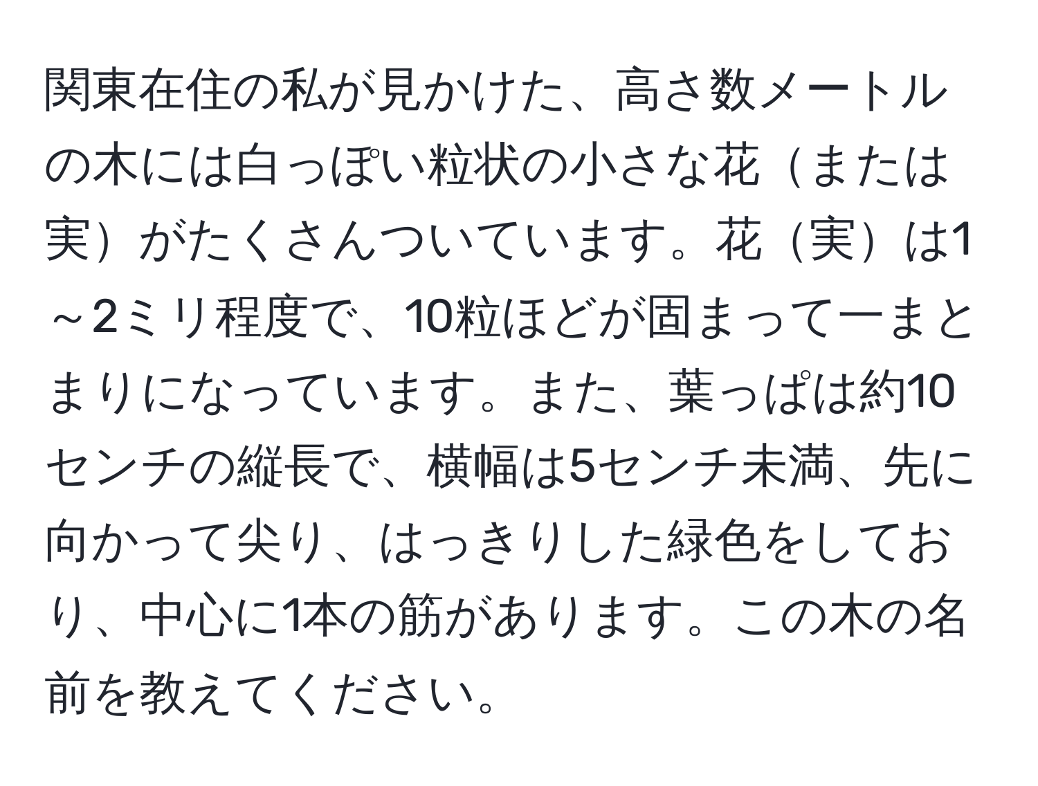 関東在住の私が見かけた、高さ数メートルの木には白っぽい粒状の小さな花または実がたくさんついています。花実は1～2ミリ程度で、10粒ほどが固まって一まとまりになっています。また、葉っぱは約10センチの縦長で、横幅は5センチ未満、先に向かって尖り、はっきりした緑色をしており、中心に1本の筋があります。この木の名前を教えてください。