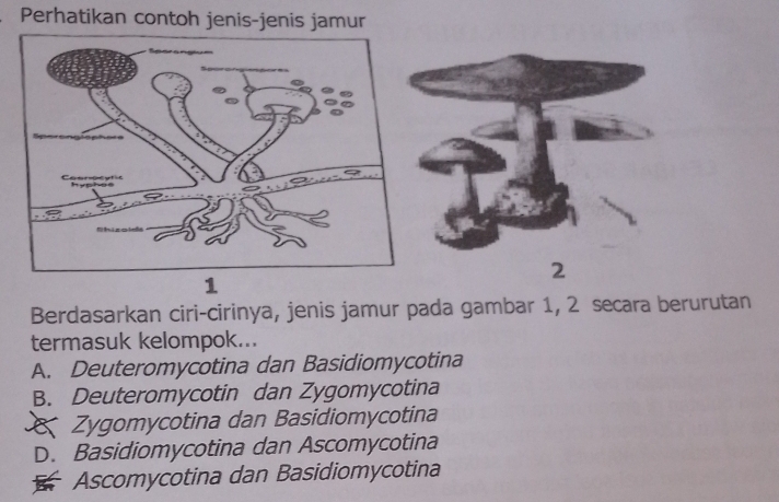 Perhatikan contoh jenis-jenis jamur
2
Berdasarkan ciri-cirinya, jenis jamur pada gambar 1, 2 secara berurutan
termasuk kelompok...
A. Deuteromycotina dan Basidiomycotina
B. Deuteromycotin dan Zygomycotina
Zygomycotina dan Basidiomycotina
D. Basidiomycotina dan Ascomycotina
Ascomycotina dan Basidiomycotina