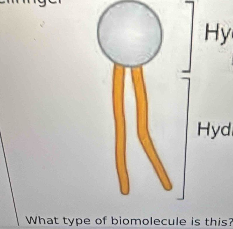 Hy 
Hyd 
What type of biomolecule is this?