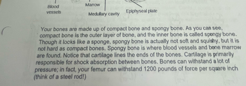 Blood Marrow 
vessels Medullary cavity Epiphyseal plate 
Your bones are made up of compact bone and spongy bone. As you can see, 
compact bone is the outer layer of bone, and the inner bone is called spongy bone. 
Though it locks like a sponge, spongy bone is actually not soft and squishy, but it is 
not hard as compact bones. Spongy bone is where blood vessels and bone marrow 
are found. Notice that cartilage lines the ends of the bones. Cartilage is primarily 
responsible for shock absorption between bones. Bones can withstand a lot of 
pressure; in fact, your femur can withstand 1200 pounds of force per square inch
(think of a steel rod!)