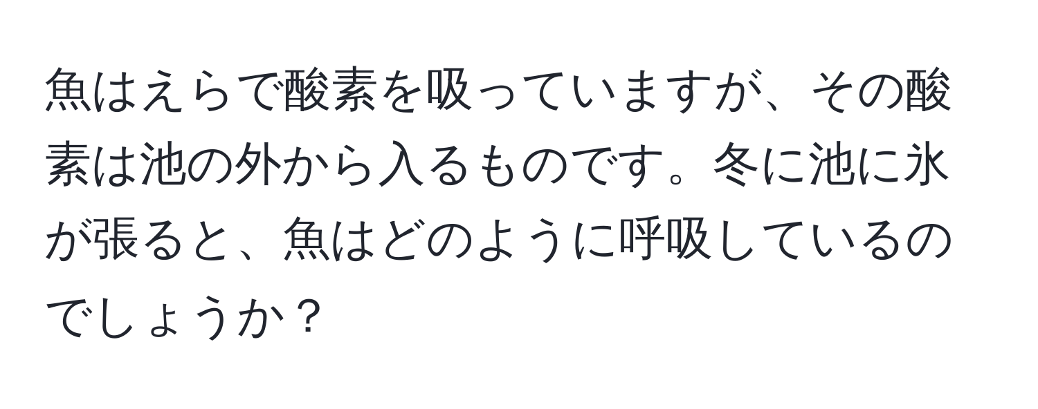 魚はえらで酸素を吸っていますが、その酸素は池の外から入るものです。冬に池に氷が張ると、魚はどのように呼吸しているのでしょうか？