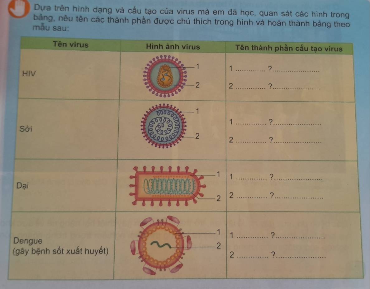 Dựa trên hình dạng và cấu tạo của virus mà em đã học, quan sát các hình trong 
bảng, nêu tên các thành phần được chú thích trong hình và hoàn thành bảng theo 
mẫu sau: