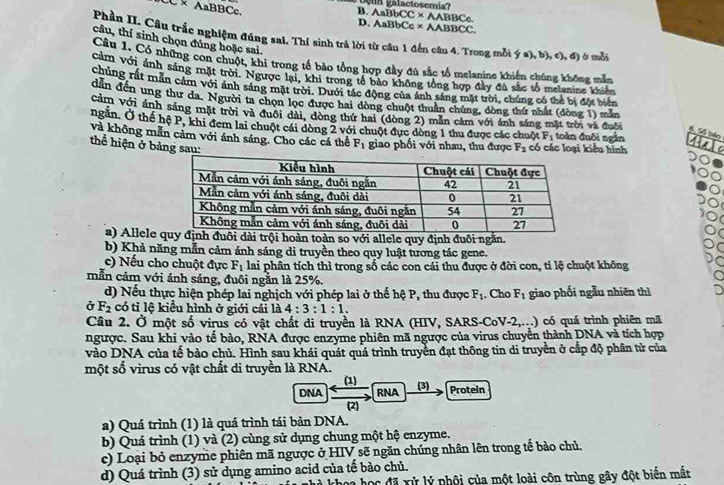 nn  galactosemia?
× AaBBCc. B. AaBb CC* AABBC C
D. AaBbC c* A ABBCC
Phần II. Câu trắc nghiệm đúng sai. Thí sinh trả lời từ câu 1 đến câu 4. Trong mỗi ý a), b), c), đị ở mỗt
câu, thí sinh chọn đúng hoặc sai.
Câu 1. Có những con chuột, khi trong tổ bào tổng hợp đầy đủ sắc tổ melanine khiến chúng không mẫn
cảm với ảnh sáng mặt trời. Ngược lại, khi trong tế bào không tổng hợp đầy đú sắc tổ melanine khiển
chúng rất mẫn cảm với ảnh sáng mặt trời. Dưới tác động của ánh sáng mặt trời, chúng có thể bị đột biển
dẫn đến ung thư da, Người ta chọn lọc được hai dòng chuột thuần chúng, dòng thứ nhất (dòng 1) mẫn
cảm Với ánh sáng mặt trời và đuôi dài, dòng thứ hai (dòng 2) mẫn cảm với ánh sáng mặt trời và đuới 8. 5ố bảo
ngăn. Ở thể hệ P, khi đem lai chuột cái dòng 2 với chuột đực dòng 1 thu được các chuột F_1 toàn đuôi ngắn
và không mẫn cảm với ánh sáng. Cho các cá thể F_1 giao phối với nhau, thu được F_2 có các loại kiểu hình
thể hiện ở bảng sau
a) Allele uôi dài trội hoàn toàn so với allele quy định đuôi ngăn.
b) Khả năng mẫn cảm ánh sáng di truyền theo quy luật tương tác gene.
c) Nếu cho chuột đực F_1 lai phân tích thì trong số các con cái thu được ở đời con, tỉ lệ chuột không
mẫn cảm với ánh sáng, đuôi ngắn là 25%.
d) Nếu thực hiện phép lai nghịch với phép lai ở thế hệ P, thu được F_1. Cho F_1 giao phối ngẫu nhiên thì
Ở F_2 có tỉ lệ kiểu hình ở giới cái là 4:3:1:1.
Câu 2. Ở một số virus có vật chất di truyền là RNA (HIV, SARS-CoV-2,...) có quá trình phiên mã
ngược. Sau khi vào tế bào, RNA được enzyme phiên mã ngược của virus chuyển thành DNA và tích hợp
vào DNA của tế bào chủ. Hình sau khái quát quá trình truyền đạt thông tin di truyền ở cấp độ phân tử của
một số virus có vật chất di truyền là RNA.
(1)
DNA RNA (3) Protein
(2)
a) Quá trình (1) là quá trình tái bản DNA.
b) Quá trình (1) và (2) cùng sử dụng chung một hệ enzyme.
c) Loại bỏ enzyme phiên mã ngược ở HIV sẽ ngăn chúng nhân lên trong tế bào chủ.
d) Quá trình (3) sử dụng amino acid của tế bào chủ.
na học đã xử lý phội của một loài côn trùng gây đột biển mất