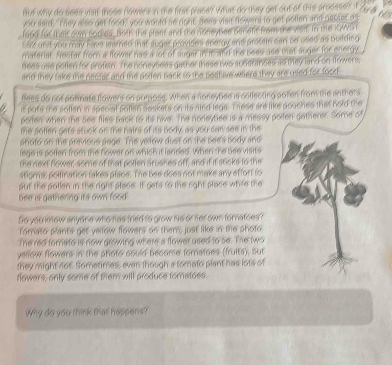 But why do bees visif those flowers in the first place? What do they get out of this process? If 
you said, "They also get food, you would be right Bees visit flowers to get pollen and nentar as 
food for their own bodies. Both the plant and the noneybee benetit from the visit. In the IOWST 
L SZ unit you may have learned that auger provides energy and protein can be used as building 
material. Nectar from a flower has a lot of sugar in it, and the bees use that sugar for energy 
Bees use pollen for protein. The honeybees gather these two substances as they land on flowers, 
and they take the nectar and the pollen back to the beenive where they are used for food 
Bees do not pollinate flowers on purpose. When a noneybee is collecting pollen from the anthers, 
if puts the pollen in special pollen baskets on its hind legs. These are like pouches that hold the 
pollen when the bee flies back to its nive. The noneybee is a messy pollen gatherer. Some of 
the pollen gets stuck on the hairs of its body, as you can see in the 
photo on the previous page. The yellow dust on the bees body and 
legs is pollen from the flower on which it landed. When the bee visits 
the next flower, some of that pollen brushes off, and if it sticks to the 
stigma, pollination takes place. The bee does not make any effort to 
put the pollen in the right place. It gets to the right place while the 
bee is gathering its own food . 
Do you know anyone who has tried to grow his or her own toratoes? 
Tomato plants get yellow flowers on them, just like in the photo. 
The red forato is now growing where a flower used to be. The two 
yellow flowers in the photo could become toratoes (fruits), but 
they might not. Sometimes, even though a tornato plant has lots of 
flowers, only some of them will produce toratoes. 
Why do you think that happens?