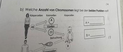 Welche Anzahl von Chromosomen liegt bei den beiden Punkden vorß 
Körperzellen Keimzellen Körperzellen 
A
A= _
46 Eizellen
23
_ 8=
Befruchtung
23
B