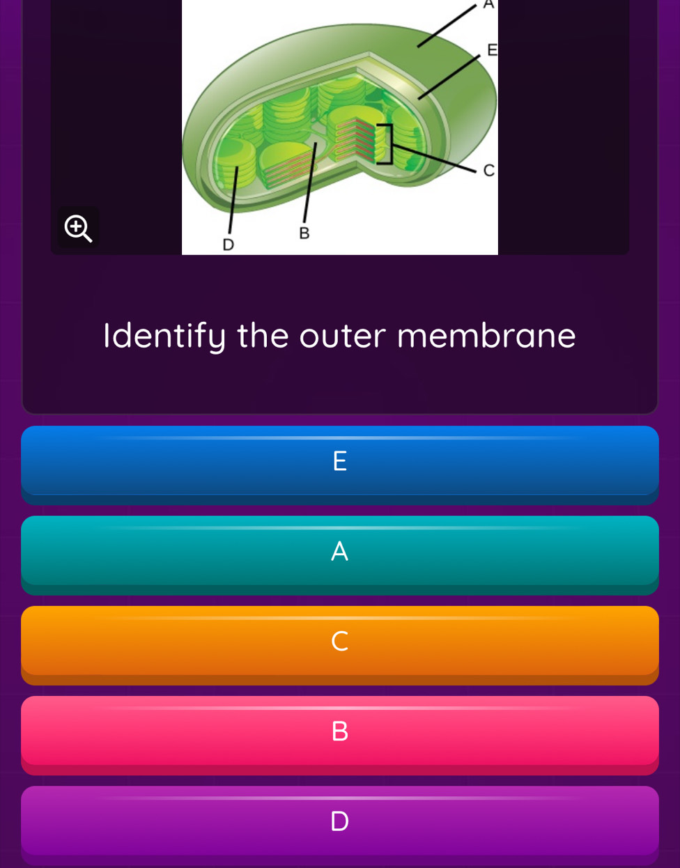 A 
Identify the outer membrane 
A