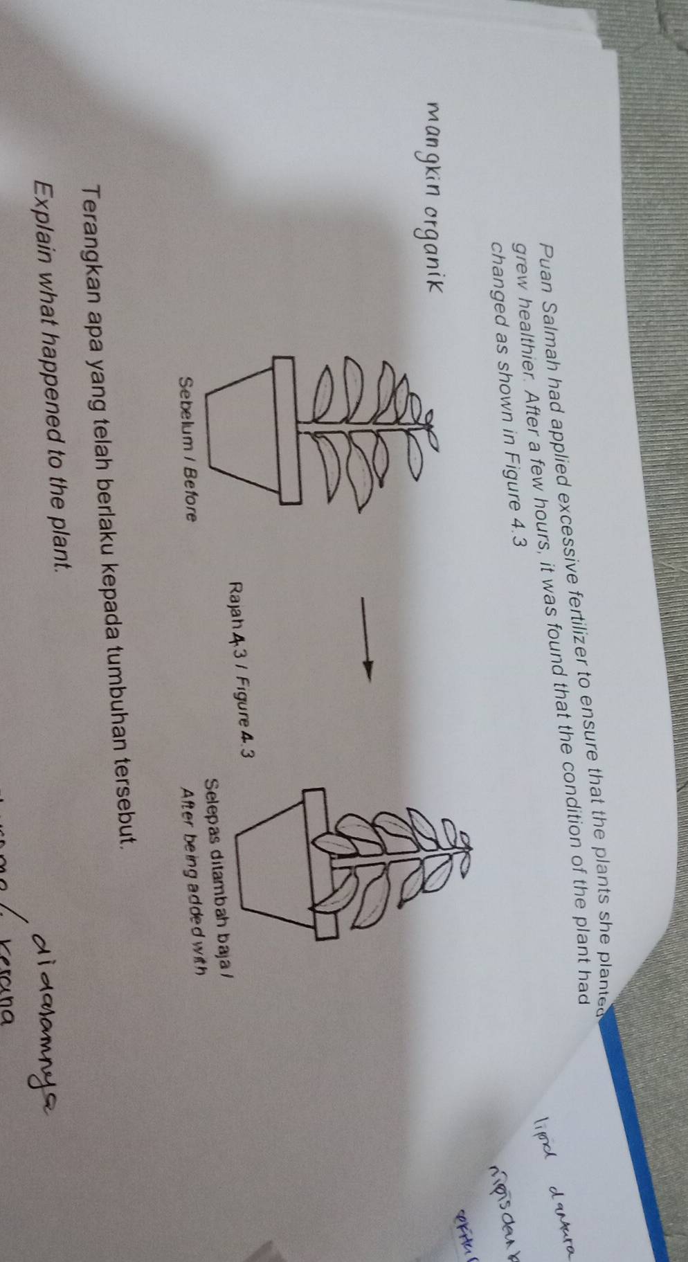 Puan Salmah had applied excessive fertilizer to ensure that the plants she planted 
grew healthier. After a few hours, it was found that the condition of the plant had 
changed as shown in Figure 4.3 
m an q ki n o 
Rajah 4 3 / Figure 4.3 
Selepas ditambah baja/ 
Sebelum / Before After being ad ded with 
Terangkan apa yang telah berlaku kepada tumbuhan tersebut. 
Explain what happened to the plant.