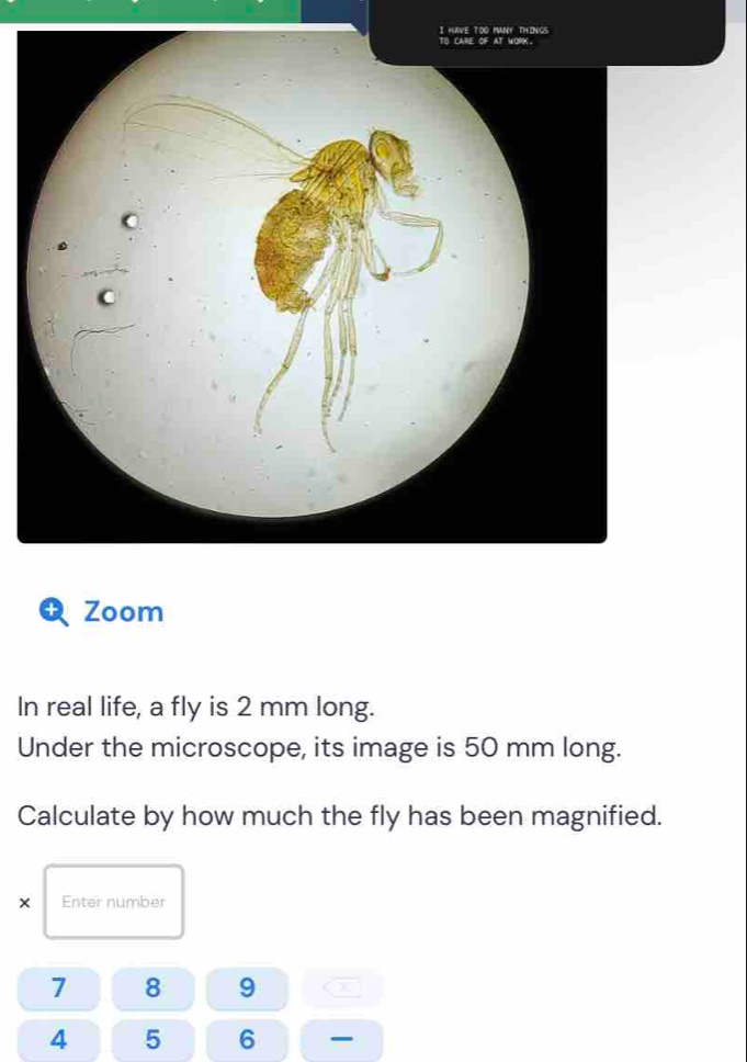 Solved: HAVE TOO MANY THINGS Zoom In real life, a fly is 2 mm long ...