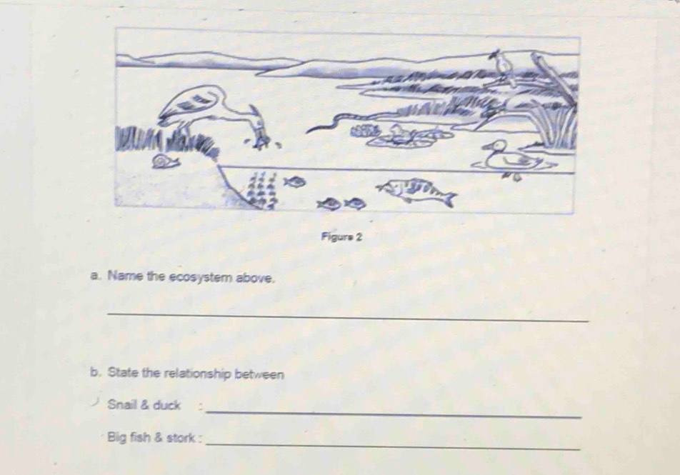 Figure 2 
a. Name the ecosystem above. 
_ 
b. State the relationship between 
Snail & duck : 
_ 
Big fish & stork : 
_