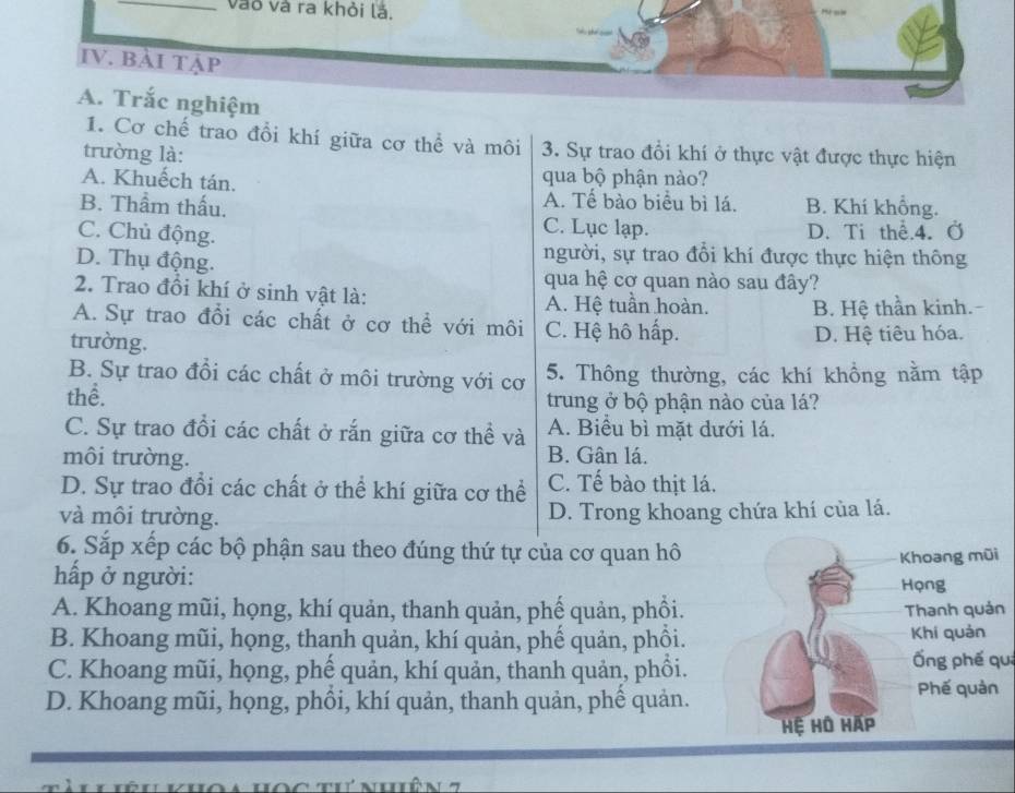 vào và ra khỏi lả,
IV. BẢI TẠP
A. Trắc nghiệm
1. Cơ chế trao đổi khí giữa cơ thể và môi 3. Sự trao đổi khí ở thực vật được thực hiện
trường là:
A. Khuếch tán. qua bộ phận nào?
A. Tế bào biểu bì lá.
B. Thẩm thấu. B. Khí không.
C. Chủ động.
C. Lục lạp. D. Ti thể.4. Ở
người, sự trao đổi khí được thực hiện thông
D. Thụ động. qua hệ cơ quan nào sau đây?
2. Trao đồi khí ở sinh vật là: A. Hệ tuần hoàn. B. Hệ thần kinh.
A. Sự trao đổi các chất ở cơ thể với môi C. Hệ hô hấp.
trường.
D. Hệ tiêu hóa.
B. Sự trao đổi các chất ở môi trường với cơ 5. Thông thường, các khí khồng nằm tập
thể. trung ở bộ phận nào của lá?
C. Sự trao đổi các chất ở rắn giữa cơ thể và A. Biểu bì mặt dưới lá.
môi trường. B. Gân lá.
D. Sự trao đổi các chất ở thể khí giữa cơ thể C. Tế bào thịt lá.
và môi trường. D. Trong khoang chứa khí của lá.
6. Sắp xếp các bộ phận sau theo đúng thứ tự của cơ quan hô
hấp ở người: Khoang mũi
Họng
A. Khoang mũi, họng, khí quản, thanh quản, phế quản, phồi. Thanh quản
B. Khoang mũi, họng, thanh quản, khí quản, phế quản, phồi. Khi quản
C. Khoang mũi, họng, phế quản, khí quản, thanh quản, phồi. Ống phế qui
D. Khoang mũi, họng, phồi, khí quản, thanh quản, phế quản.
Phế quản
Hệ Hồ háp