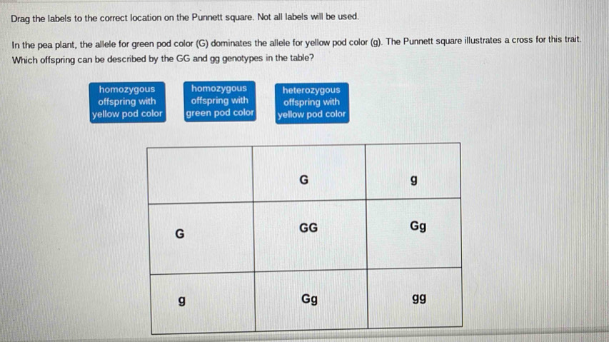 Drag the labels to the correct location on the Punnett square. Not all labels will be used.
In the pea plant, the allele for green pod color (G) dominates the allele for yellow pod color (g). The Punnett square illustrates a cross for this trait.
Which offspring can be described by the GG and gg genotypes in the table?
homozygous homozygous heterozygous
offspring with offspring with offspring with
yellow pod color green pod color yellow pod color