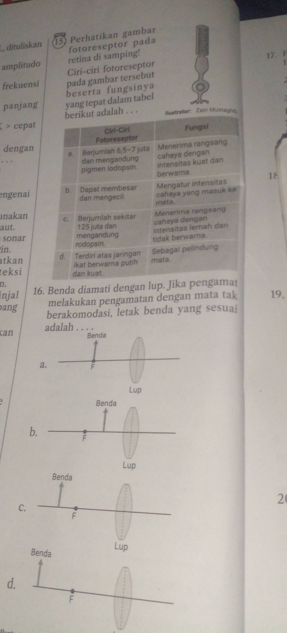 L, dituliskan 15) Perhatikan gambar 
fotoreseptor pada 
amplitudo retina di samping! 
17. F 
Ciri-ciri fotoreseptor 
1 
frekuensi pada gambar tersebut 
beserta fungsinya 
panjang yang tepat dalam tabel 
alah . . . rator: Zain Mustagh 
( > cepat 
dengan 
, . . 
18 
engenai 
ınakan 
aut. 
sonar 
in. 
atkan 
teksi 
n. 
injal 16. Benda diamati dengan lup. 
ang melakukan pengamatan dengan mata tak 19. 
berakomodasi, letak benda yang sesuai 
kan adalah . . . . 
2 
C. 
d