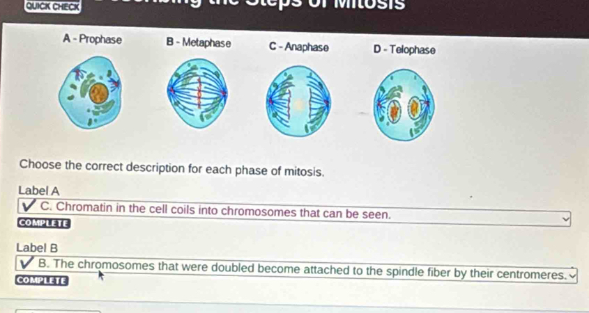 QUICK CHECK
Or MiOSIs
A - Prophase B - Metaphase C - Anaphase D - Telophase
Choose the correct description for each phase of mitosis.
Label A
C. Chromatin in the cell coils into chromosomes that can be seen.
COMPLETE
Label B
V B. The chromosomes that were doubled become attached to the spindle fiber by their centromeres.
COMPLETE