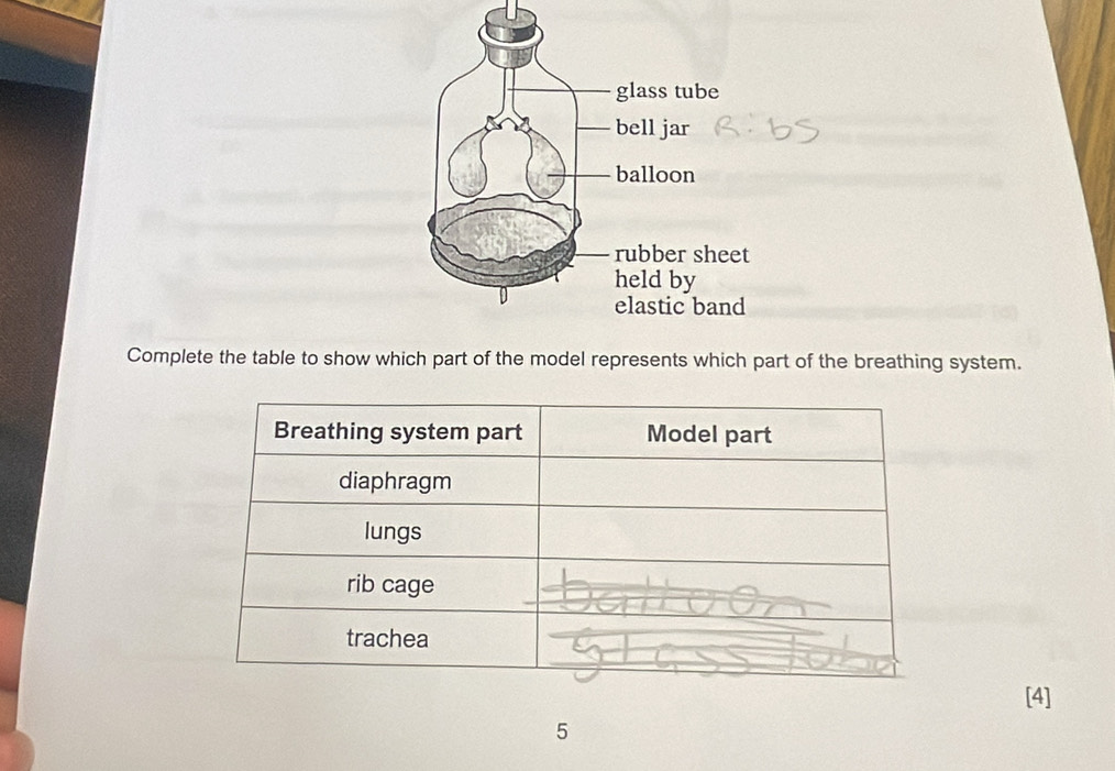 Complete the table to show which part of the model represents which part of the breathing system. 
[4]
5