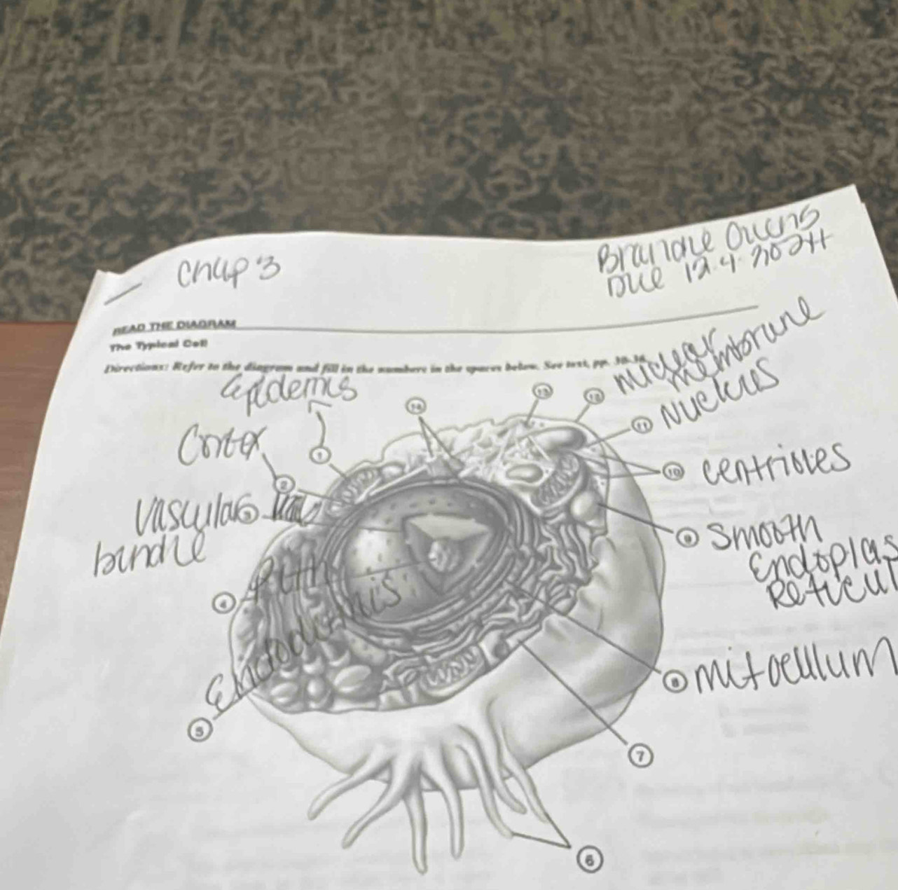 READ THE DIAORAM 
The Typical Coll 
Directions: Refer to the diagram and fill in the numbers in the spaces below. See text, pp. 3-J 
a 
o