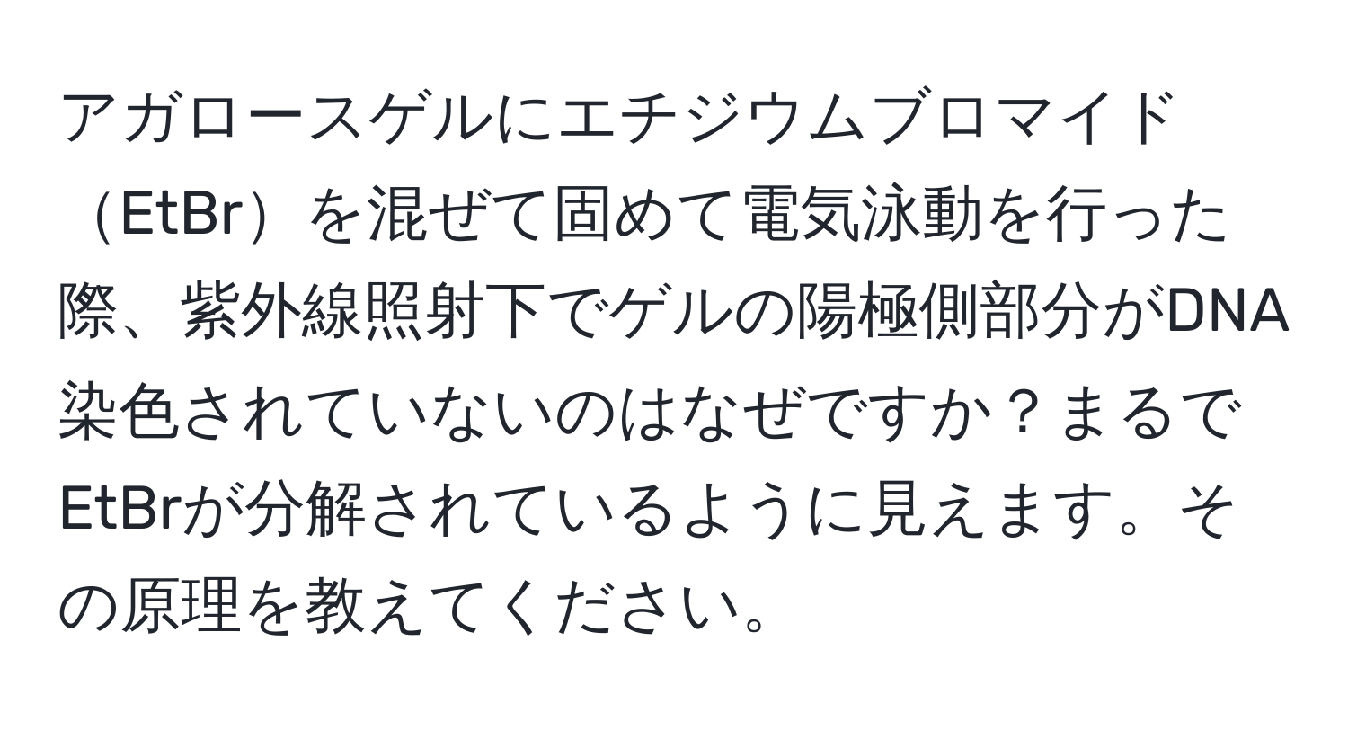 アガロースゲルにエチジウムブロマイドEtBrを混ぜて固めて電気泳動を行った際、紫外線照射下でゲルの陽極側部分がDNA染色されていないのはなぜですか？まるでEtBrが分解されているように見えます。その原理を教えてください。