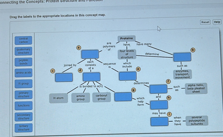 onnecting the Concepts: Protein Structure and Punct 
Drag the labels to the appropriate locations in this concept map. 
Reset Help 
central 
carbon 
quaternary 
structure 
peptide 
bonds 
amino acids 
R group 
primary 
structure 
functions 
secondary 
structure 
tertiary 
structure