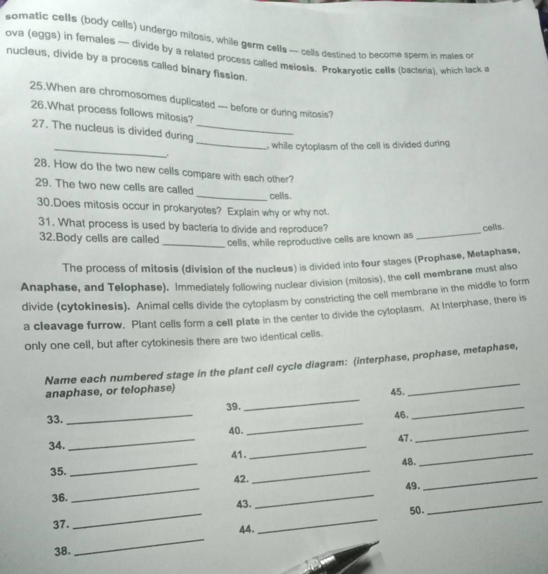 somatic cells (body cells) undergo mitosis, while germ cells -- cells destined to become sperm in males or 
ova (eggs) in females — divide by a related process called meiosis. Prokaryotic cells (bacteria), which lack a 
nucleus, divide by a process called binary fission. 
25.When are chromosomes duplicated --- before or during mitosis? 
26.What process follows mitosis? 
27. The nucleus is divided during_ 
_ 
_, while cytoplasm of the cell is divided during 
. 
28. How do the two new cells compare with each other? 
29. The two new cells are called 
_cells. 
30.Does mitosis occur in prokaryotes? Explain why or why not. 
31. What process is used by bacteria to divide and reproduce? cells. 
32.Body cells are called 
_cells, while reproductive cells are known as 
_ 
The process of mitosis (division of the nucleus) is divided into four stages (Prophase, Metaphase, 
Anaphase, and Telophase). Immediately following nuclear division (mitosis), the cell membrane must also 
divide (cytokinesis). Animal cells divide the cytoplasm by constricting the cell membrane in the middle to form 
a cleavage furrow. Plant cells form a cell plate in the center to divide the cytoplasm. At Interphase, there is 
only one cell, but after cytokinesis there are two identical cells. 
_ 
Name each numbered stage in the plant cell cycle diagram: (interphase, prophase, metaphase, 
_ 
anaphase, or telophase) 
45. 
39. 
_ 
_ 
_ 
33. _46. 
_ 
40. 
_ 
47 . 
34. 
41. 
35. __48. 
_ 
42. 
49. 
36. 
_ 
_ 
_ 
43. 
_ 
_ 
50. 
_ 
37 . 
_ 
44. 
38.