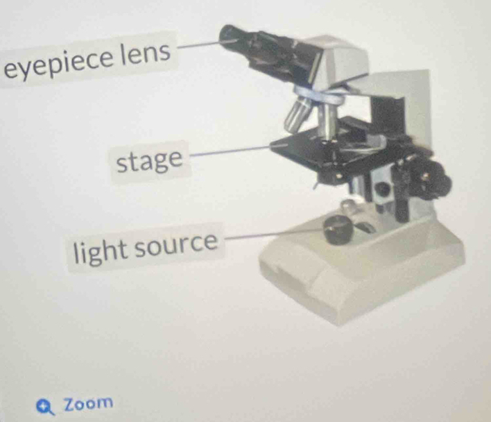 eyepie 
light source 
Zoom