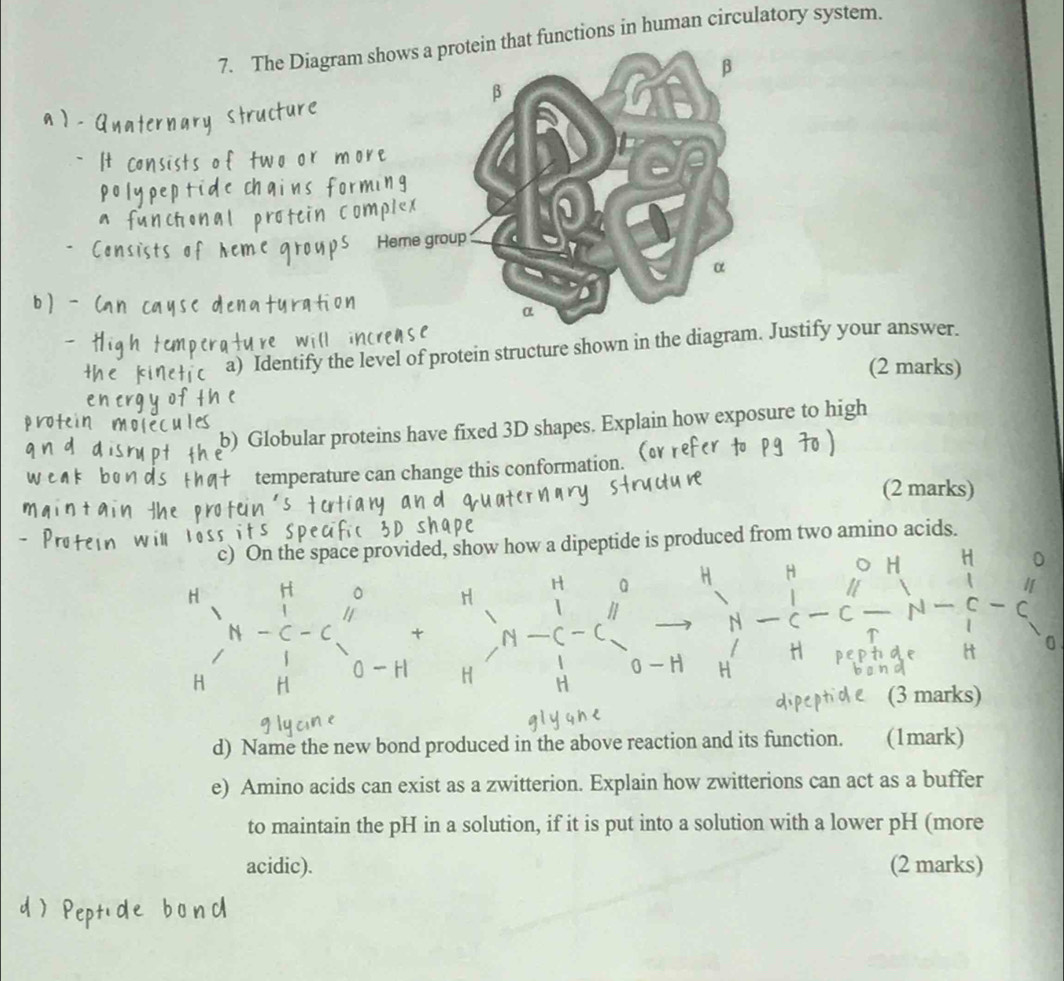 The Diagram showat functions in human circulatory system. 
Hem 
a) Identify the level of protein structure shown in the dia Justify your answer. 
(2 marks) 
b) Globular proteins have fixed 3D shapes. Explain how exposure to high 
temperature can change this conformation. 
(2 marks) 
c) On the space provided, show how a dipeptide is produced from two amino acids. 
H H H 0
I 
C C
H 0
(3 marks) 
d) Name the new bond produced in the above reaction and its function. (1mark) 
e) Amino acids can exist as a zwitterion. Explain how zwitterions can act as a buffer 
to maintain the pH in a solution, if it is put into a solution with a lower pH (more 
acidic). (2 marks)