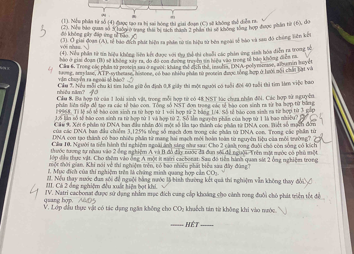 、 (B) (C)
(1). Nếu phân tử số (4) được tạo ra bị sai hỏng thì giai đoạn (C) sẽ không thể diễn ra.
(2). Nếu bào quan số 5 luôn ở trạng thái bị tách thành 2 phần thì sẽ không tổng hợp được phân tử (6), do
đó không gây đáp ứng tế bào.
(3). Ở giai đoạn (A), tế bào đích phát hiện ra phân tử tín hiệu từ bên ngoài tế bào và sau đó chúng liên kết
với nhau.
(4). Nếu phân tử tín hiệu không liên kết được với thụ thể thì chuỗi các phản ứng sinh hóa diễn ra trong tế
bào ở giai đoạn (B) sẽ không xảy ra, do đó con đường truyền tín hiệu vào trong tế bào không diễn ra.
NX  Câu 6. Trong các phân tử protein sau ở người: kháng thể dịch thể, insulin, DNA-polymerase, albumin huyết
tương, amylase, ATP-sythetase, histone, có bao nhiêu phân tử protein được tổng hợp ở lưới nội chất hạt và
vận chuyền ra ngoài tế bào?
Câu 7. Nếu mỗi chu kì tim luôn giữ ổn định 0,8 giây thì một người có tuổi đời 40 tuổi thì tim làm việc bao
nhiêu năm?
Câu 8. Ba hợp tử của 1 loài sinh vật, trong mỗi hợp tử có 48 NST lúc chưa nhân đôi. Các hợp tử nguyên
phân liên tiếp để tạo ra các tế bào con. Tổng số NŠT đơn trong các tế bào con sinh ra từ ba hợp tử băng
19968. Ti lệ số tế bào con sinh ra từ hợp tử 1 với hợp tử 2 bằng 1/4. Số tế bào con sinh ra từ hợp tử 3 gập
1,6 lần số tế bào con sinh ra từ hợp tử 1 và hợp tử 2. Số lần nguyên phân của hợp tử 1 là bao nhiêu?
Câu 9. Xét 6 phân tử DNA ban đầu nhân đôi một số lần tạo thành các phân tử DNA con. Biết số mạch đơn
của các DNA ban đầu chiếm 3,125% tổng số mạch đơn trong các phân tử DNA con. Trong các phân tử
DNA con tạo thành có bao nhiêu phân tử mang hai mạch mới hoàn toàn từ nguyên liệu của môi trường?
Câu 10. Người ta tiến hành thí nghiệm ngoài ánh sáng như sau: Cho 2 cành rong đuôi chó còn sống có kích
thước tương tự nhau vào 2 ống nghiệm A và B đồ đây nước đã đun sôi để nguội. Trên mặt nước có phủ một
lớp dầu thực vật. Cho thêm vào ổng A một ít natri cacbonat. Sau đó tiến hành quan sát 2 ống nghiệm trong
một thời gian. Khi nói về thí nghiệm trên, có bao nhiêu phát biểu sau đây đúng?
I. Mục đích của thí nghiệm trên là chứng minh quang hợp cần CO_2.
II. Nếu thay nước đun sối để nguội bằng nước lã bình thường kết quả thí nghiệm vẫn không thay đổi.
III. Cả 2 ống nghiệm đều xuất hiện bọt khí.
IV. Natri cacbonat được sử dụng nhằm mục đích cung cấp khoáng cho cành rong đuôi chó phát triển tốt đề
quang hợp.
V. Lớp dầu thực vật có tác dụng ngăn không cho CO_2 khuếch tán từ không khí vào nước.
_HÉt_