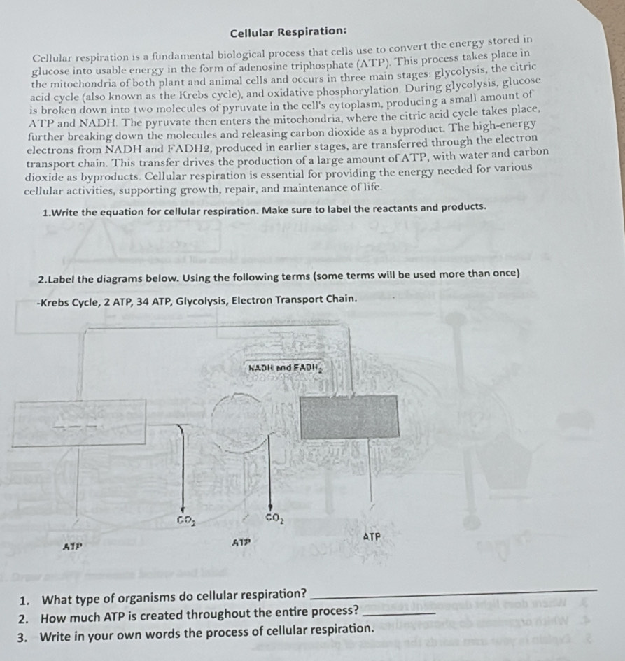 Cellular Respiration:
Cellular respiration is a fundamental biological process that cells use to convert the energy stored in
glucose into usable energy in the form of adenosine triphosphate (ATP). This process takes place in
the mitochondria of both plant and animal cells and occurs in three main stages: glycolysis, the citric
acid cycle (also known as the Krebs cycle), and oxidative phosphorylation. During glycolysis, glucose
is broken down into two molecules of pyruvate in the cell's cytoplasm, producing a small amount of
ATP and NADH. The pyruvate then enters the mitochondria, where the citric acid cycle takes place,
further breaking down the molecules and releasing carbon dioxide as a byproduct. The high-energy
electrons from NADH and FADH2, produced in earlier stages, are transferred through the electron
transport chain. This transfer drives the production of a large amount of ATP, with water and carbon
dioxide as byproducts. Cellular respiration is essential for providing the energy needed for various
cellular activities, supporting growth, repair, and maintenance of life.
1.Write the equation for cellular respiration. Make sure to label the reactants and products.
2.Label the diagrams below. Using the following terms (some terms will be used more than once)
-Krebs Cycle, 2 ATP, 34 ATP, Glycolysis, Electron Transport Chain.
1. What type of organisms do cellular respiration?_
2. How much ATP is created throughout the entire process?_
3. Write in your own words the process of cellular respiration.