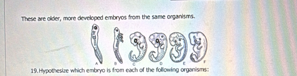 These are older, more developed embryos from the same organisms. 
19.Hypothesize which embryo is from each of the following organisms: