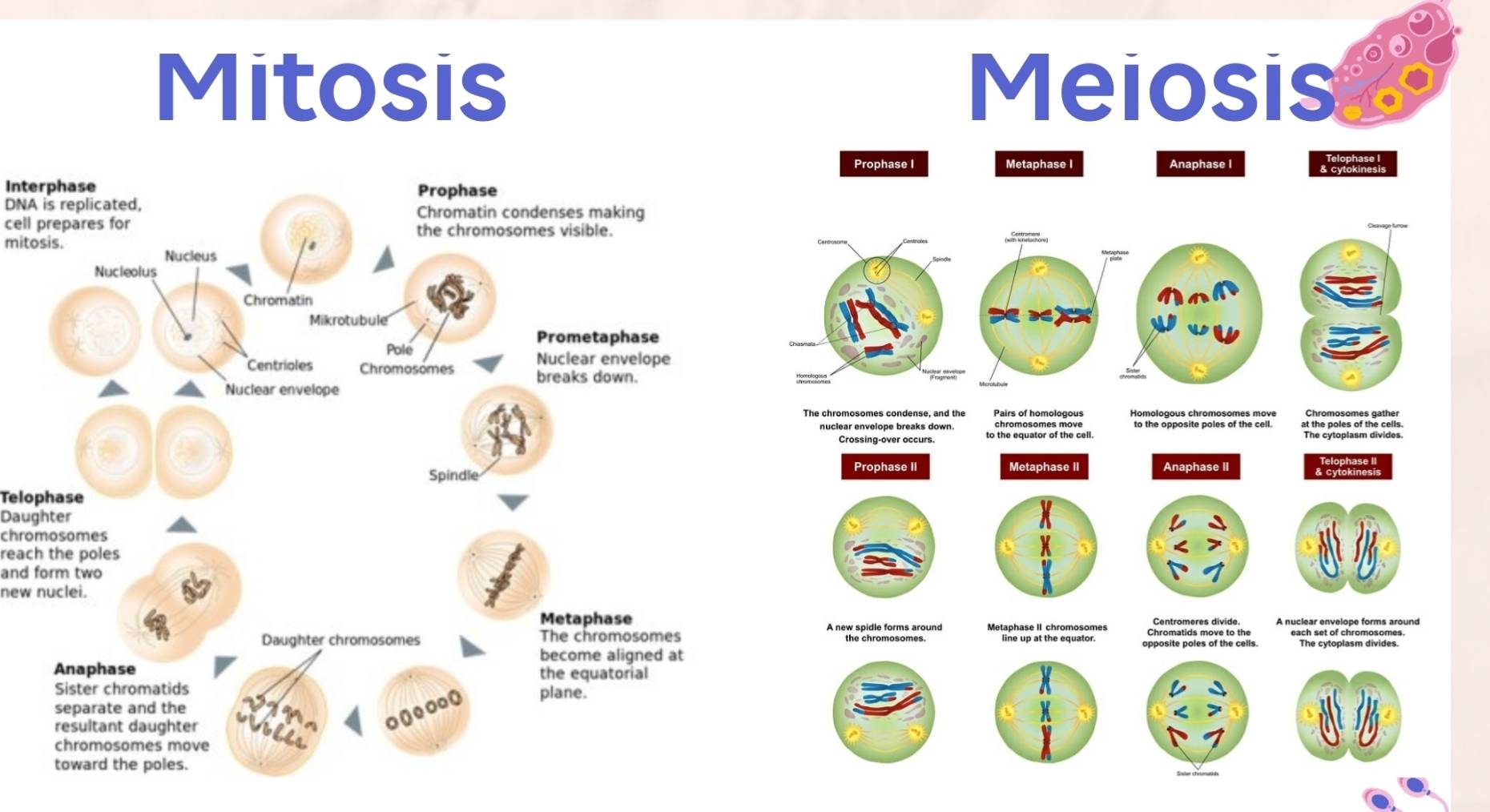 Solved: Mitosis Meiosis Prophase I Metaphase I Anaphase I Interphase ...