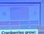 Cranberries grow: