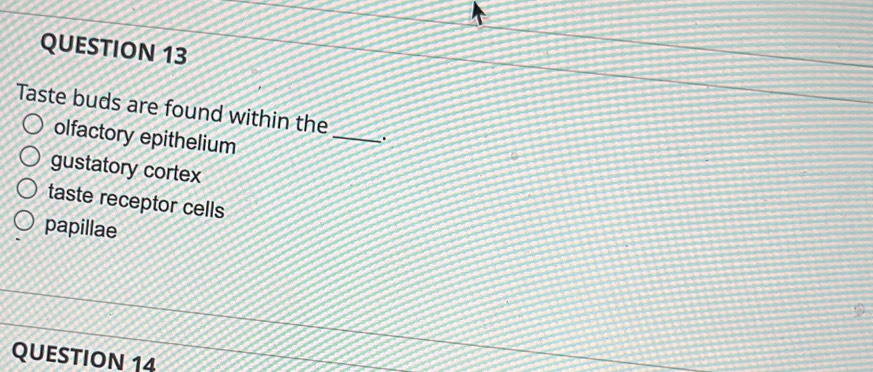 Taste buds are found within the
olfactory epithelium
_
gustatory cortex
taste receptor cells
papillae
9
QUESTION 14