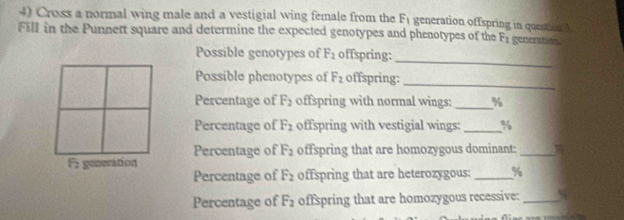 Cross a normal wing male and a vestigial wing female from the F_1 generation offspring in questio 
Fill in the Punnett square and determine the expected genotypes and phenotypes of the F_2 generation. 
_ 
Possible genotypes of F_2 offspring: 
Possible phenotypes of F_2 offspring:_ 
Percentage of F_2 offspring with normal wings: _% 
Percentage of F_2 offspring with vestigial wings: _% 
Percentage of F_2 offspring that are homozygous dominant:_ 
F: generation 
Percentage of F_2 offspring that are heterozygous: _ %
Percentage of F_2 offspring that are homozygous recessive:_