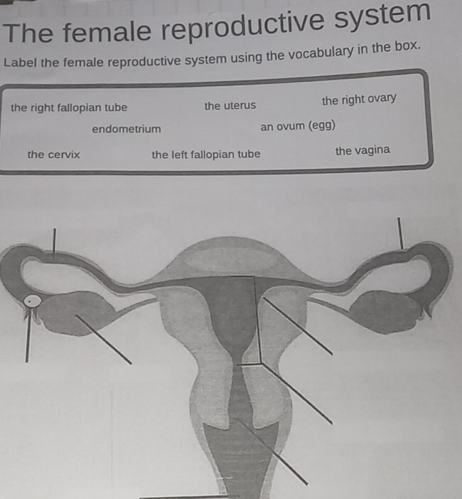 Solved: The female reproductive system Label the female reproductive ...