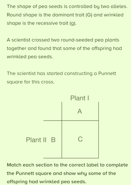 The shape of pea seeds is controlled by two alleles. 
Round shape is the dominant trait (G) and wrinkled 
shape is the recessive trait (g). 
A scientist crossed two round-seeded pea plants 
together and found that some of the offspring had 
wrinkled pea seeds. 
The scientist has started constructing a Punnett 
square for this cross. 
Match each section to the correct label to complete 
the Punnett square and show why some of the 
offspring had wrinkled pea seeds.