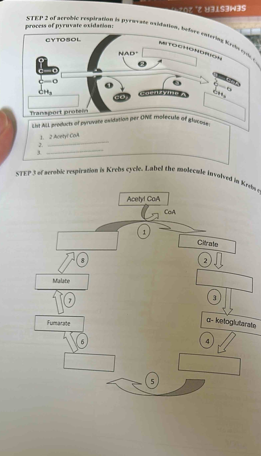 3lsəW3
process of pyruvate oxidation:
STEP 2 of aerobic respiration is pyruvate oxidation, be
List ALL products of pyruvate oxidation per of glucose:
1. 2 Acetyl CoA
2.
_
3.
_
STEP 3 of acrobic respiration is Krebs cycle. Label the molecule involved in Krebs c
ate