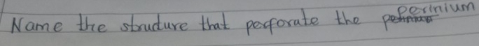 Name the studure that perforate the nium