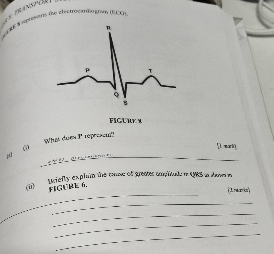 RE 8 represents the electrocardiogram (ECG). 
FIGURE 8 
What does P represent? 
(a) (i) 
[l mark] 
_ 
_ 
(ii) Briefly explain the cause of greater amplitude in QRS as shown in 
FIGURE 6. 
[2 marks] 
_ 
_ 
_ 
_