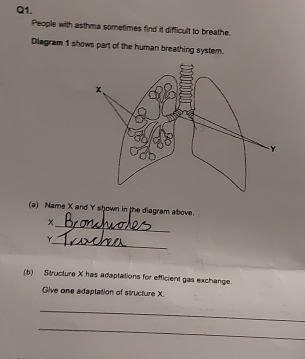 People with asthma sometimes find it difficult to breathe. 
Diagram 1 shows part of the human breathing system. 
(a) Name X and Y shown in the diagram above. 
_
x
_
Y
(b) Structure X has adaptations for efficient gas exchange. 
Give one adaptation of structure X. 
_ 
_