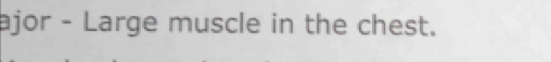 ajor - Large muscle in the chest.