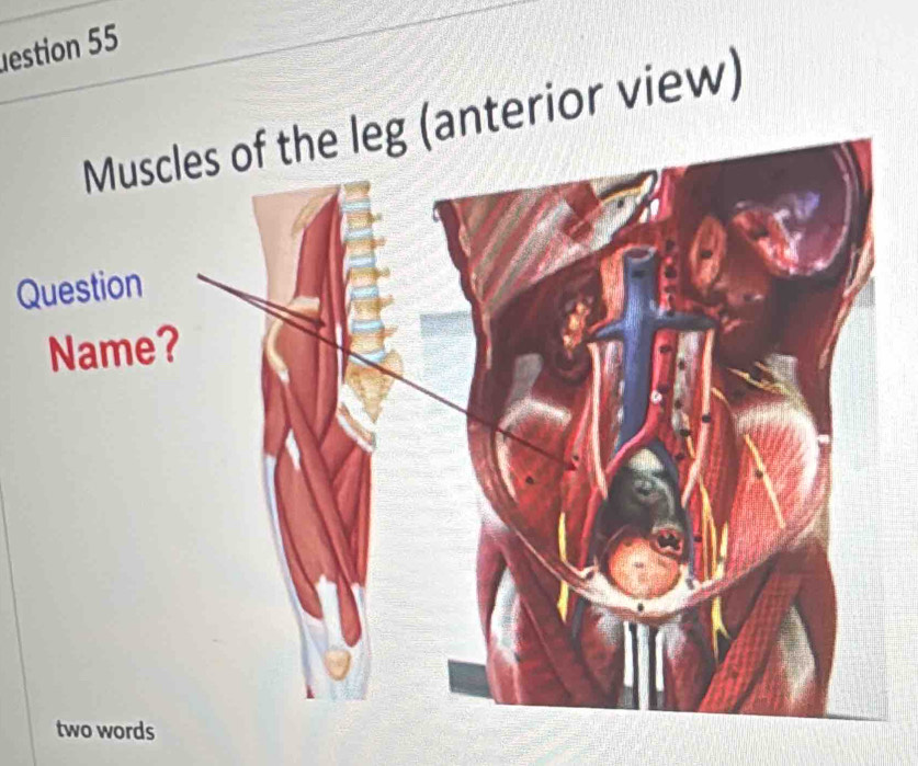 estion 55 
eg (anterior view) 
Question